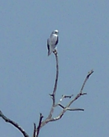 black-shouldered kite